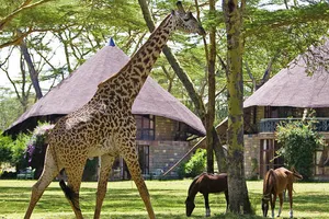 Naivasha Sopa Lodge 4*