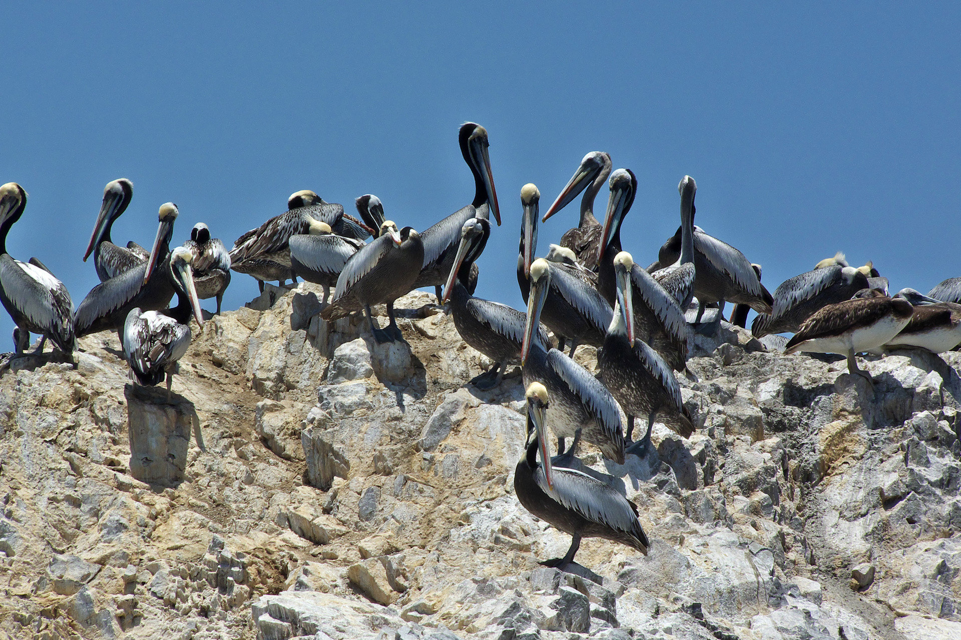 Tur cu barca Insulele Ballestas