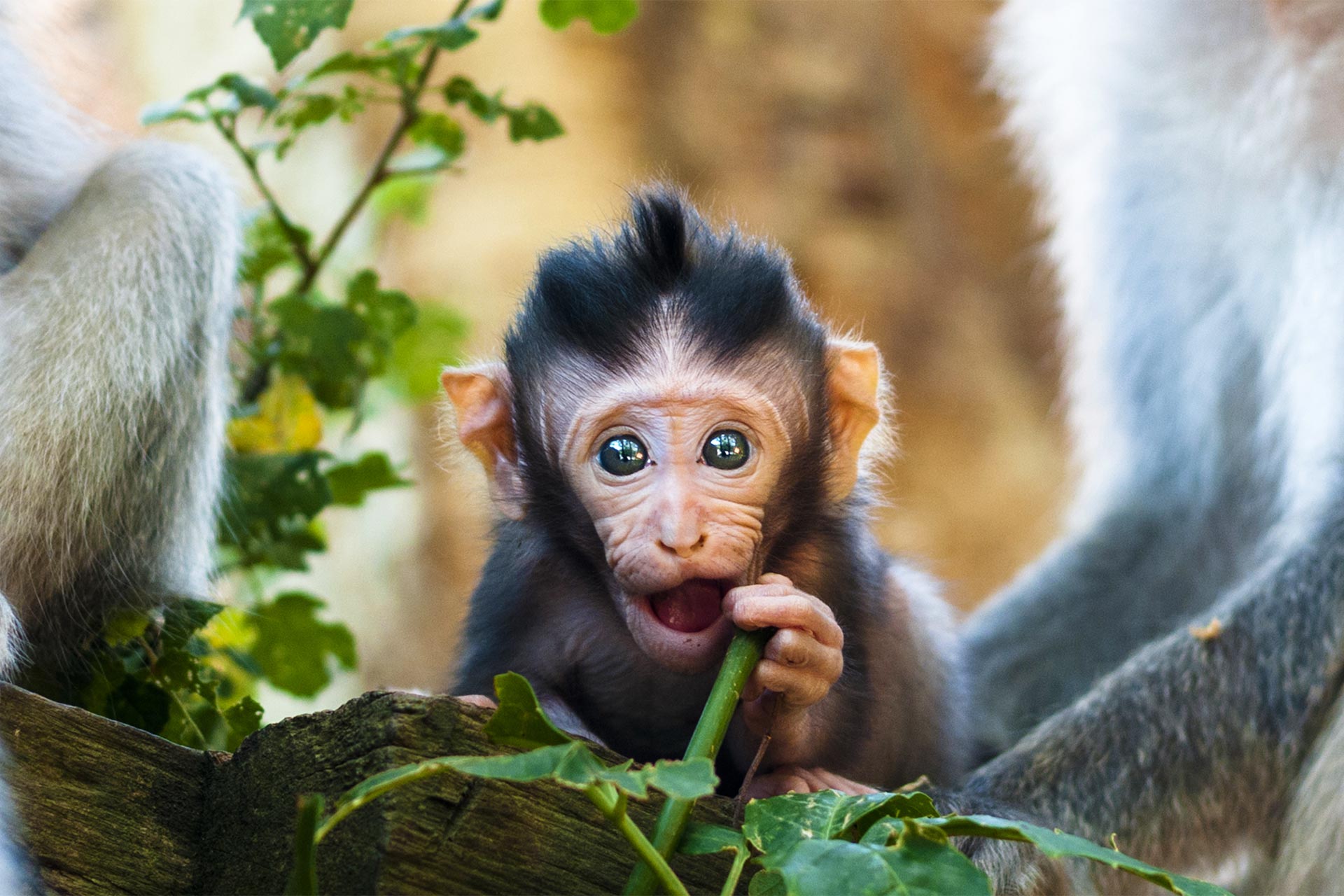 Tur de jumatate de zi Ubud