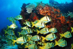 Sejur exotic Cozumel, Mexic - februarie 2026