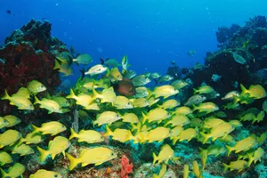 Sejur exotic Mexic, 10 zile – 23 octombrie 2026