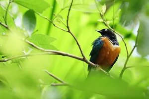 Best National Parks of Malaysia