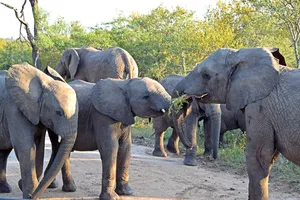 Best of Africa de Sud