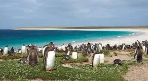 Croaziera de expeditie in Georgia de Sud & Insulele Falkland - martie 2027