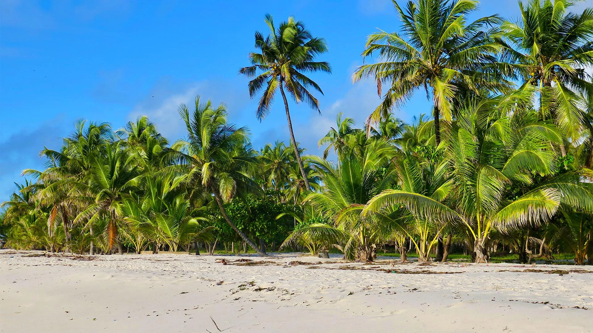 Sejur exotic Diani Beach, Kenya - aprilie 2026