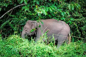 Best National Parks of Malaysia