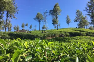 Authentic Sri Lanka