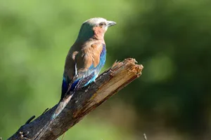 Botswana