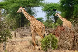 Sejur plaja Malindi si safari Tsavo Est, Kenya, 11 zile - august 2026