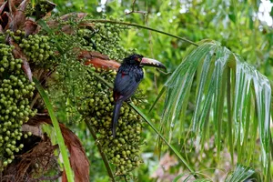 Discover Guatemala & Belize