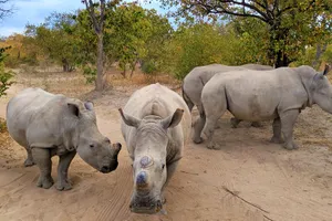 Africa de Sud