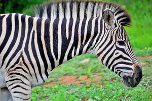 Africa de Sud