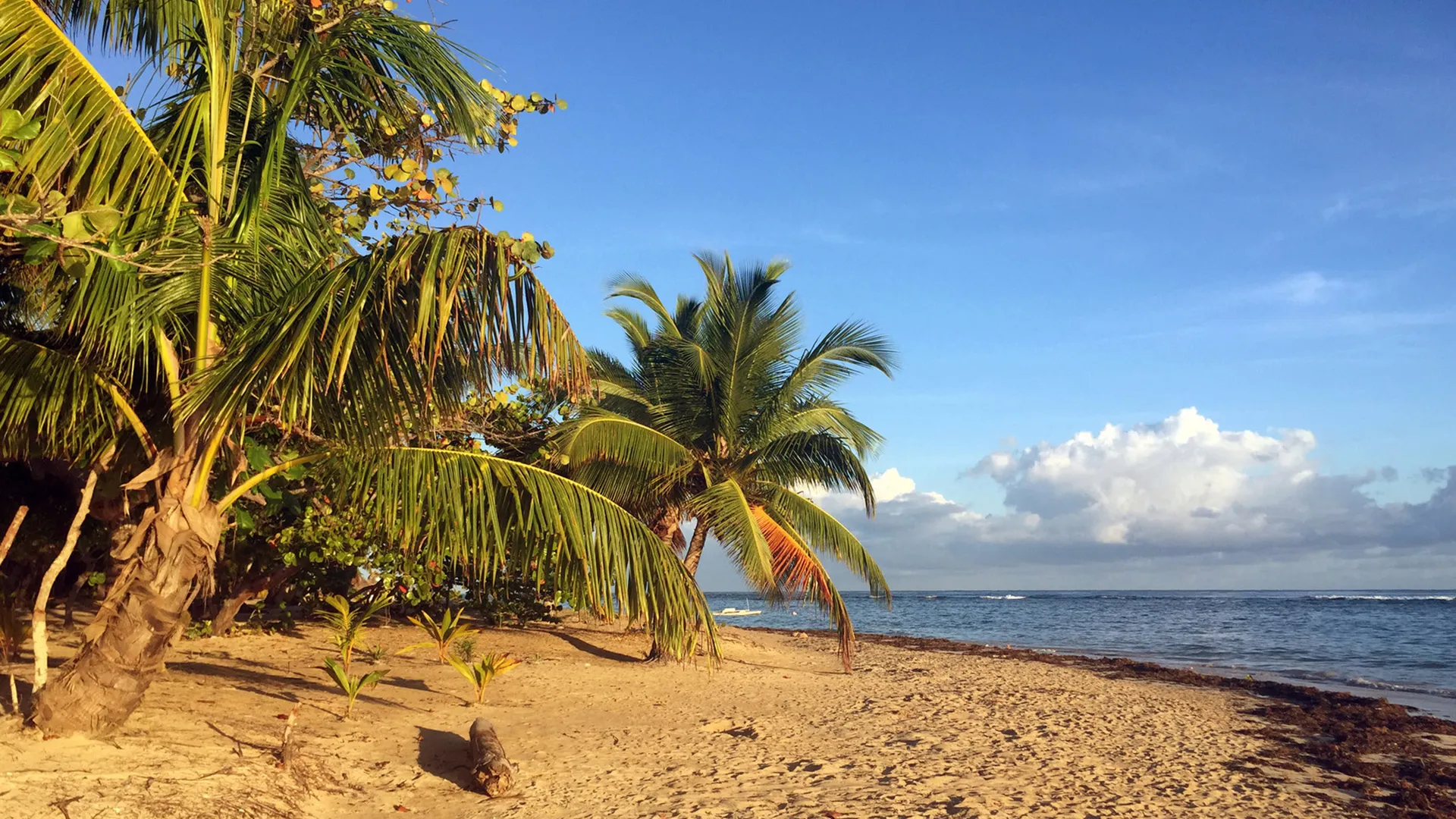 Sejur exotic Samana, Republica Dominicana - ianuarie 2026