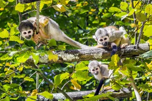 Guiana Franceza