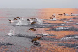 Sejur plaja Maldive, 10 zile - 04 ianuarie 2026
