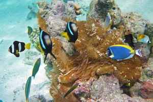 Sejur Singapore & plaja Maldive, 12 zile - septembrie 2023