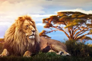 Share a trip Kenya - Safari Tsavo & plaja Diani Beach, 9 zile - august 2026