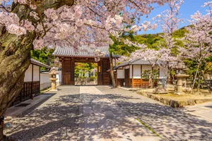 Share a trip - Sakura - Sarbatoarea ciresilor infloriti din Japonia - martie 2027