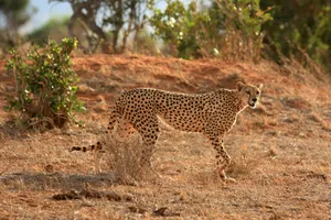 Share a Trip Kenya - Safari Tsavo & Diani Beach, 9 zile - octombrie 2023