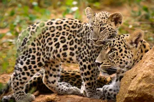 Share a Trip Tanzania - Plaja Zanzibar & safari Saadani, 10 zile - octombrie 2026