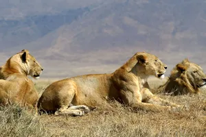 Revelion 2027 - Share a Trip Safari Tanzania & sejur Zanzibar