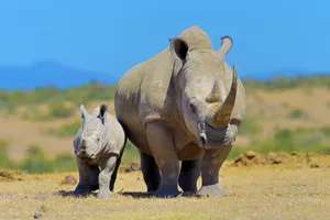 Valentine's Day - Share a Trip Kenya - Safari Tsavo & Diani Beach, 9 zile