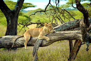 Best of North Tanzania & Zanzibar