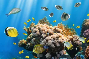 Sejur charter diving Maldive, 10 zile