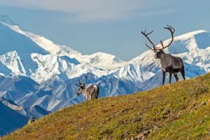 Discover Alaska