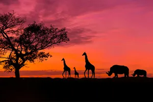 Share a Trip Tanzania - Safari Saadani & Plaja Zanzibar, 10 zile - ianuarie 2027