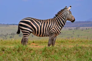 Sejur plaja Malindi si safari Tsavo Est, Kenya, 9 zile - august 2027