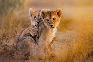 Share a Trip - Safari Kenya, 9 zile