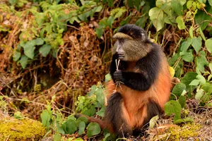 Discover Uganda & Rwanda