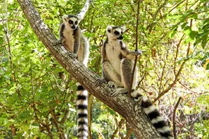 Leii din Kenya & lemurii din Madagascar