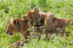 Share a Trip Tanzania - Charter Zanzibar & safari Saadani, 9 zile - februarie 2026