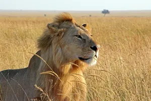 Sejur plaja Malindi si safari Tsavo Est, Kenya, 10 zile - octombrie 2026