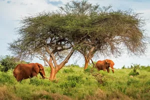 Sejur plaja Malindi si safari Tsavo Est, Kenya, 10 zile - noiembrie 2025