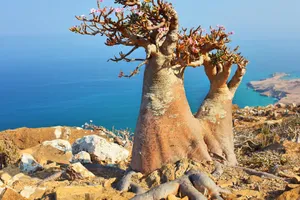 Grup Adventure Socotra, 10 zile - martie 2027
