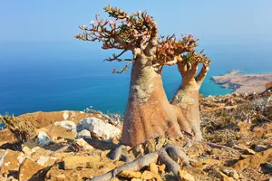 Grup Adventure Socotra, 10 zile - martie 2027