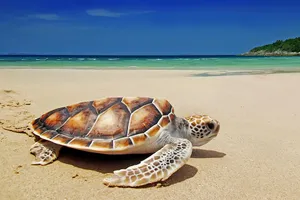 Oferta Zilei - Sejur plaja Mauritius, 10 zile - 16 august 2026