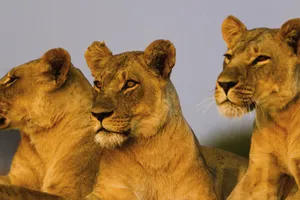 Valentine's Day 2027 - Share a Trip Tanzania - Charter Zanzibar & safari Saadani