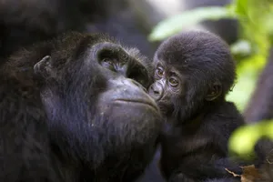 Great East Africa - Uganda, Kenya & Tanzania