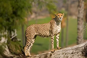 Share a Trip Charter Kenya - Safari Tsavo & Diani Beach, 9 zile - ianuarie 2026