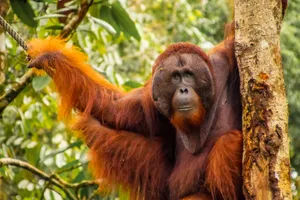 Share a trip - Adventure Borneo, Malaezia - noiembrie 2026