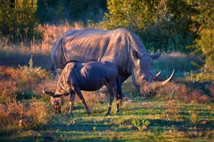 Circuit de grup - Experience Africa de Sud, 12 zile - iunie 2026