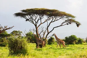 Share a Trip - Safari Kenya, 9 zile