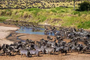 Circuit de grup - Kenya, safari Marea Migratie, 13 zile - cu Yulicary Sarracent