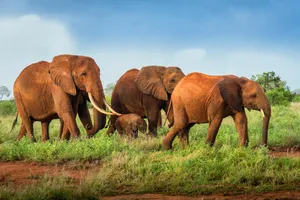 Revelion 2027 - Share a trip Kenya - Safari Tsavo & plaja Bamburi, 10 zile