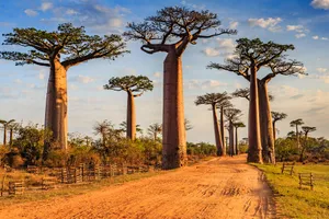 Grup Madagascar: lemuri, baobabi si apusuri magice, 17 zile - mai 2027 cu Maria Manole