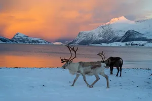 Circuit de grup  - Croaziera de expeditie Insulele Svalbard, Norvegia, cu Andreea Maftei - iunie 2026